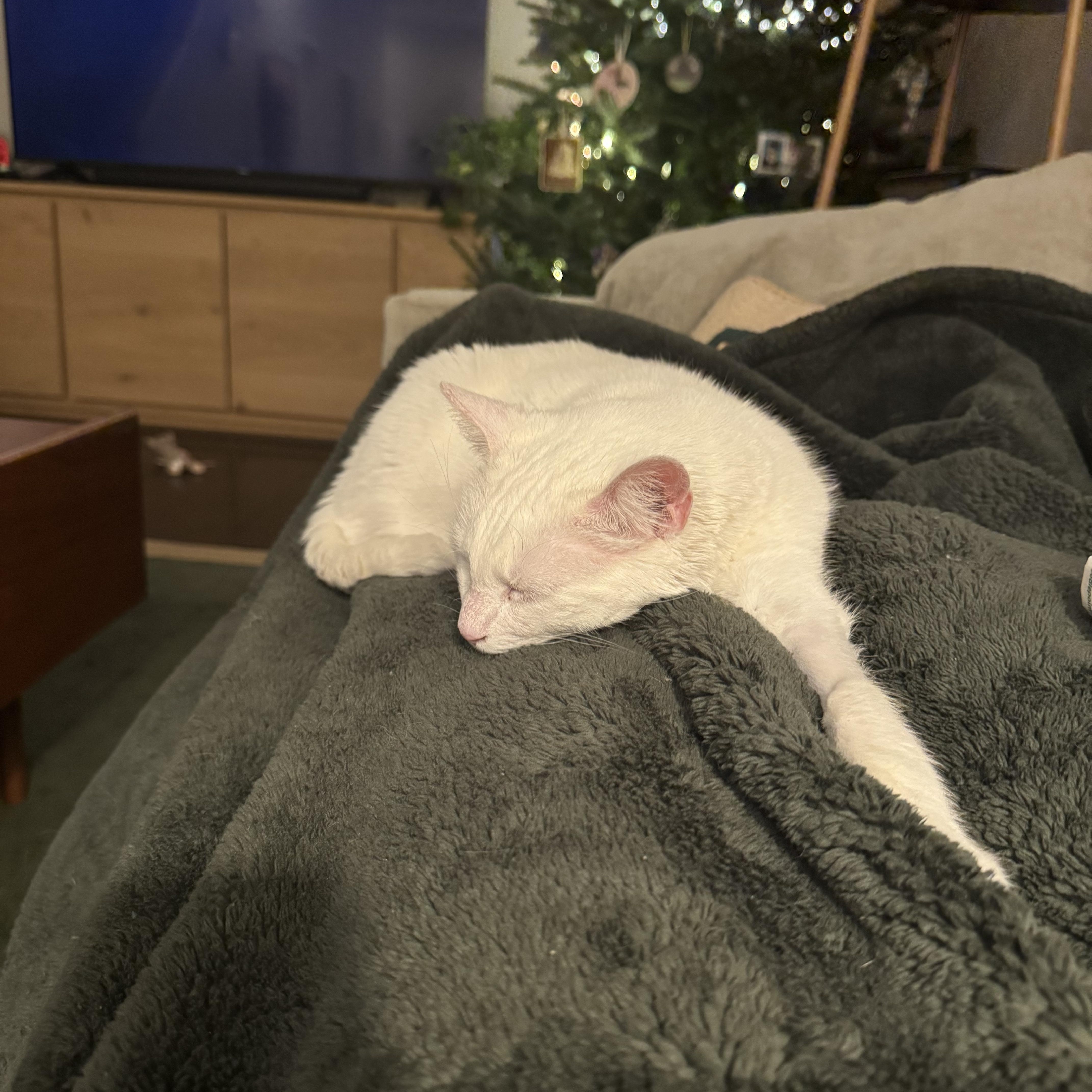 Savannah, a Adoptable Domestic Short Hair in Philadelphia, PA image 3/6