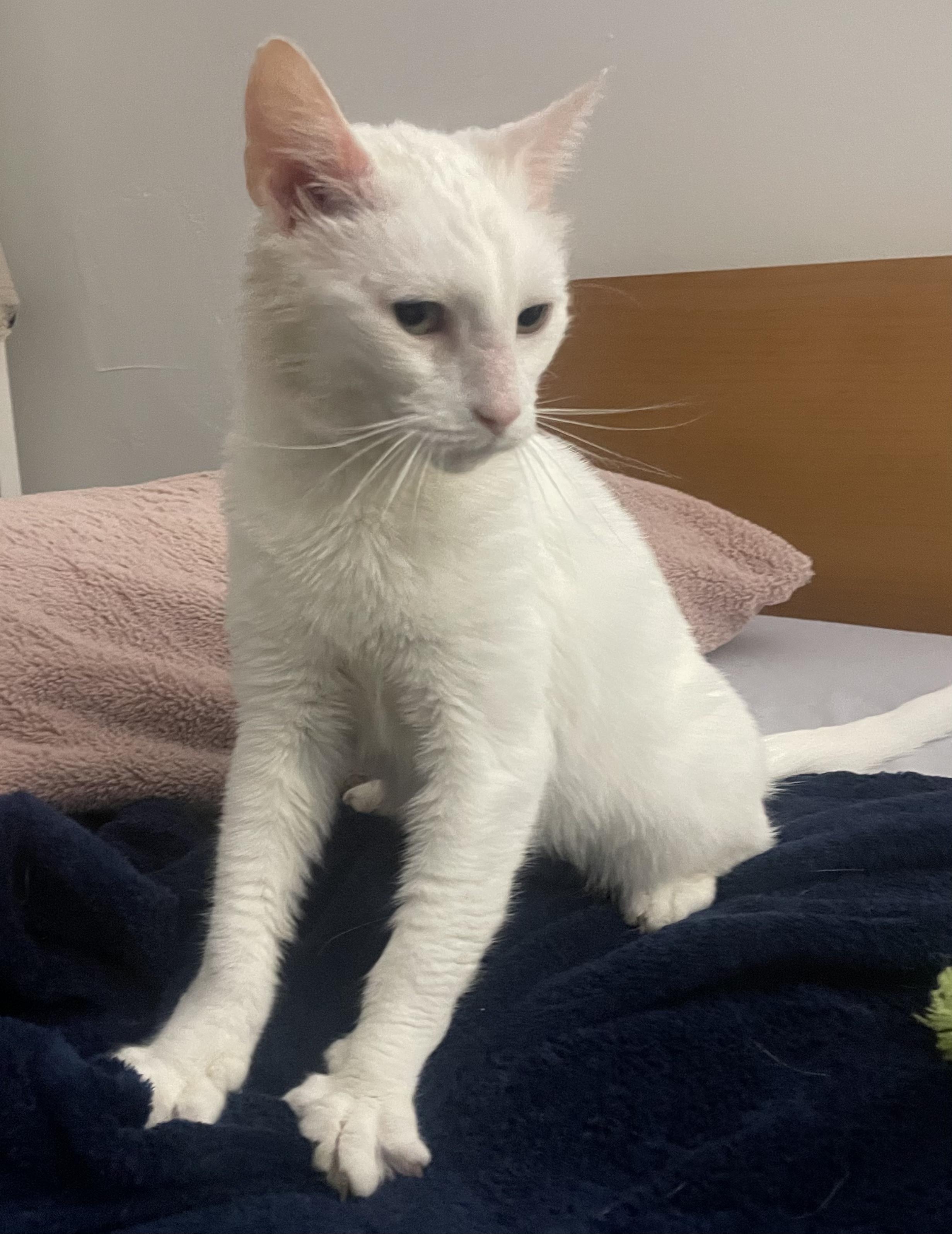 Savannah, a Adoptable Domestic Short Hair in Philadelphia, PA image 3/5