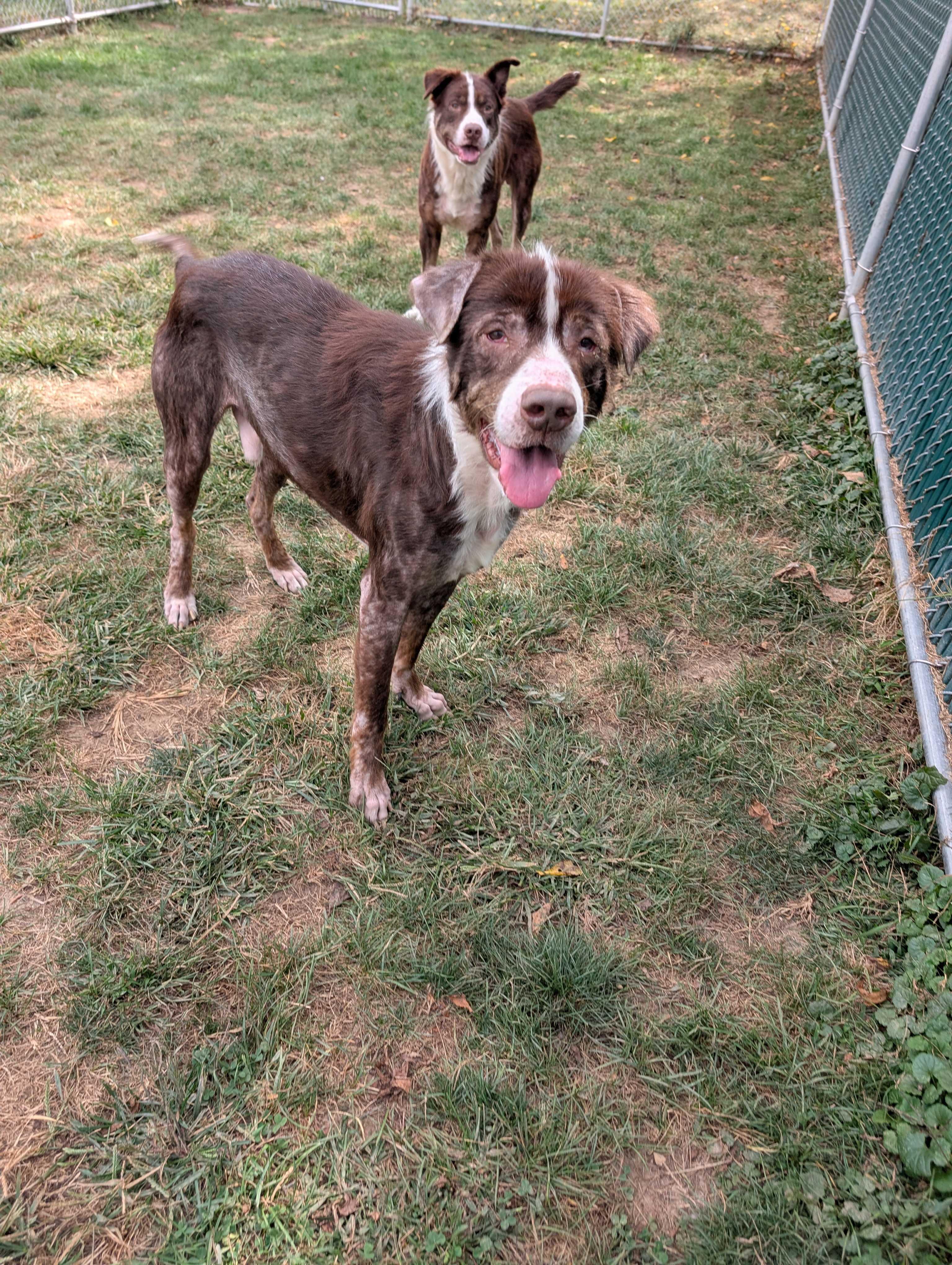 Evander, a Adoptable mixed breed in Lafayette, NJ image 3/6