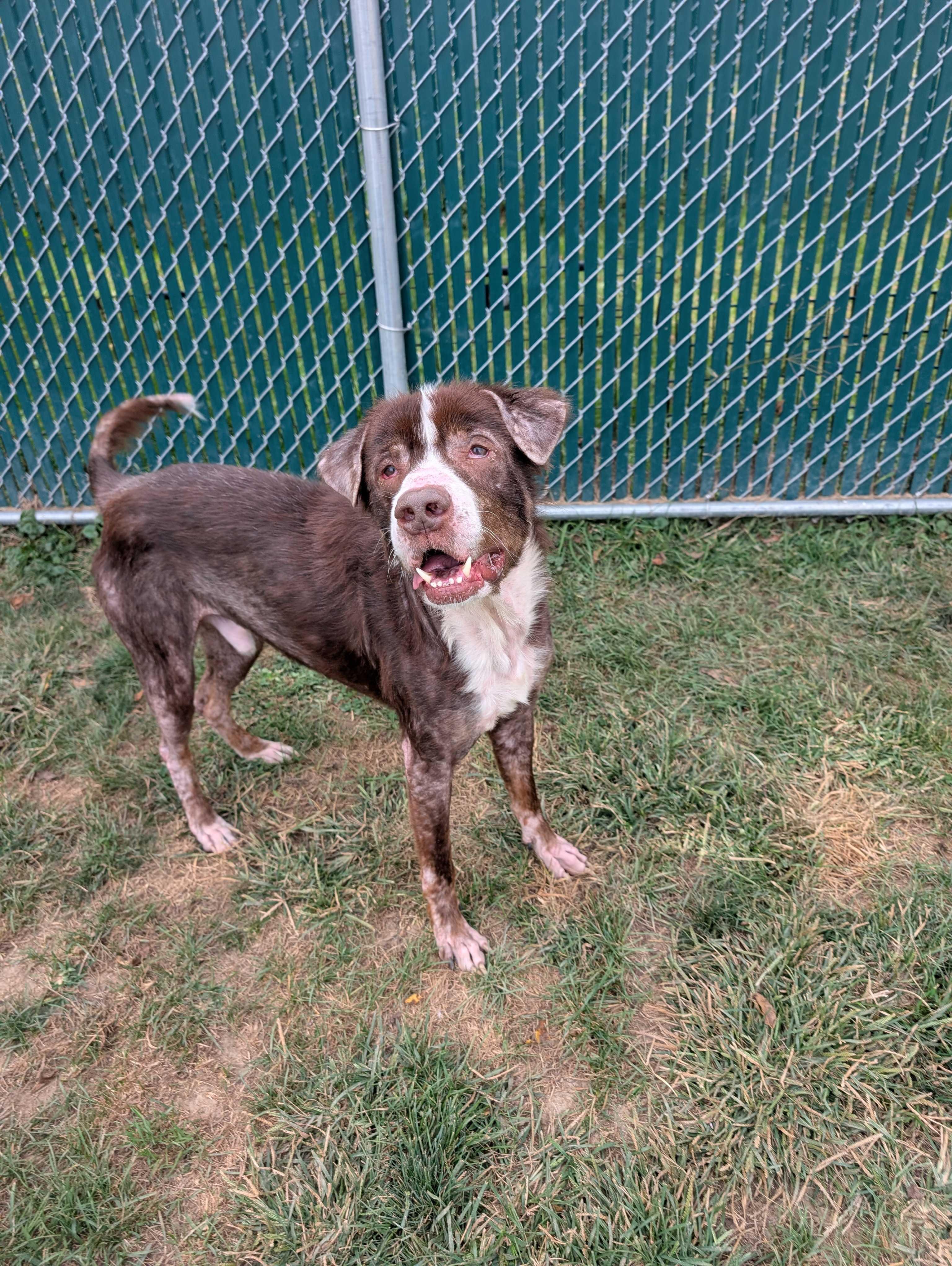 Evander, a Adoptable mixed breed in Lafayette, NJ image 5/6