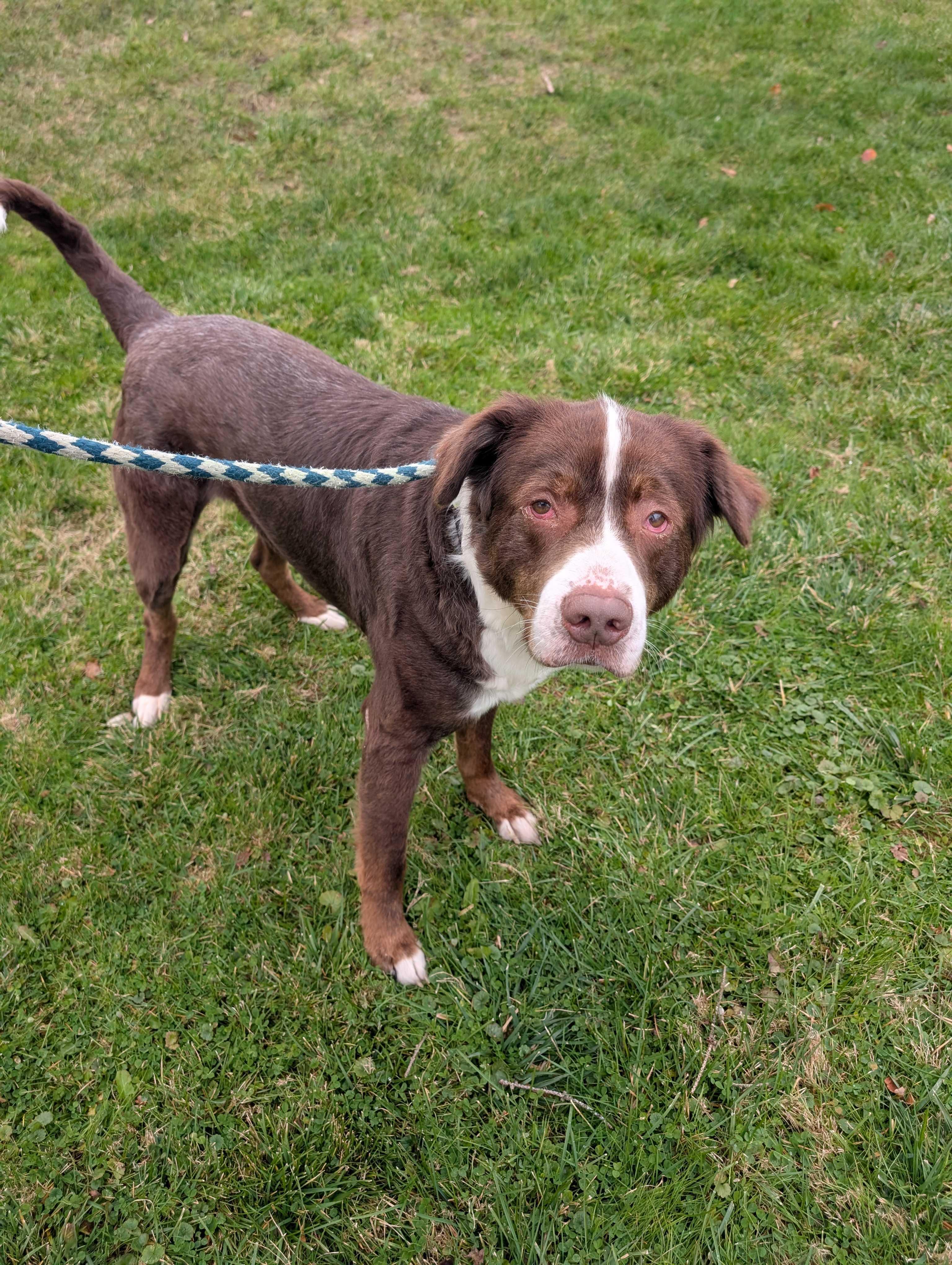 Evander, a Adoptable mixed breed in Lafayette, NJ image 6/6