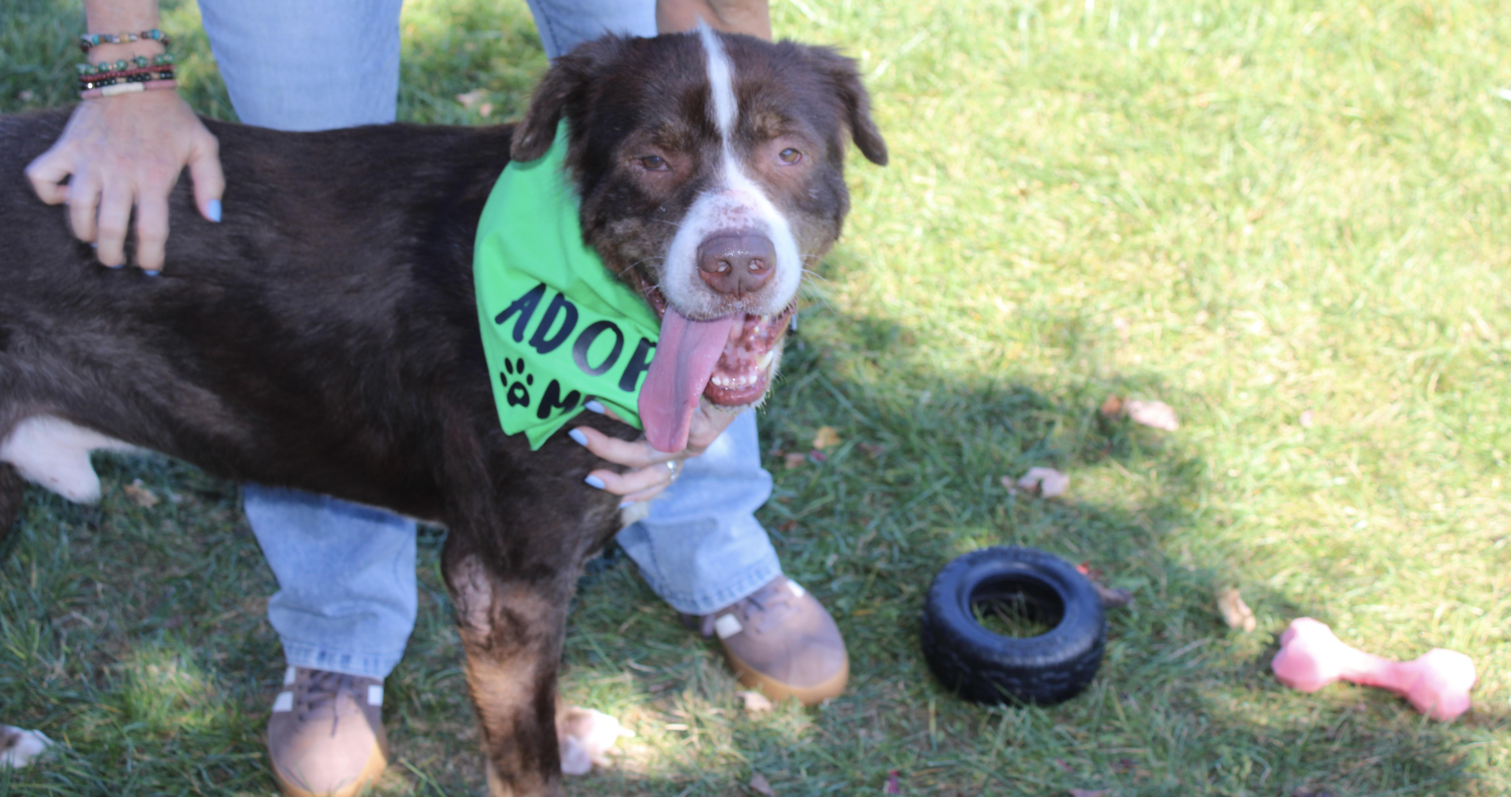 Evander, a Adoptable mixed breed in Lafayette, NJ image 2/6