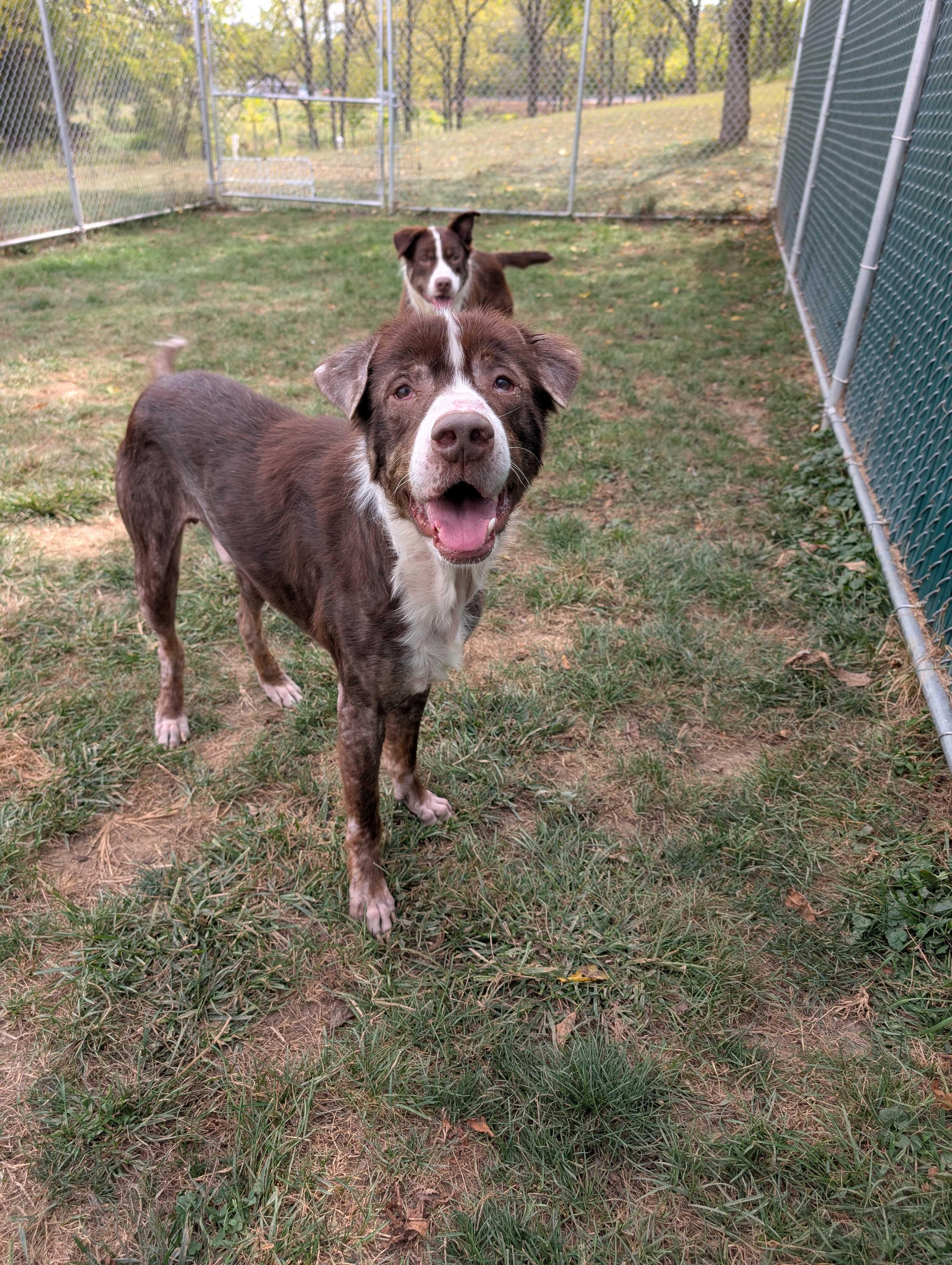 Evander, a Adoptable mixed breed in Lafayette, NJ image 4/6