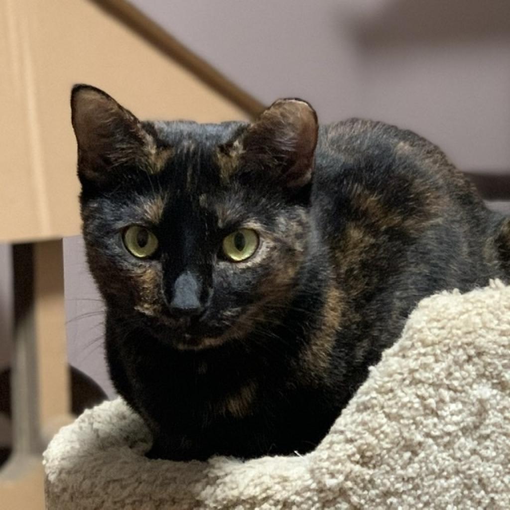 Bessie - aka Momma Kitty, a Adoptable Domestic Short Hair in Tuscaloosa, AL image 1/6