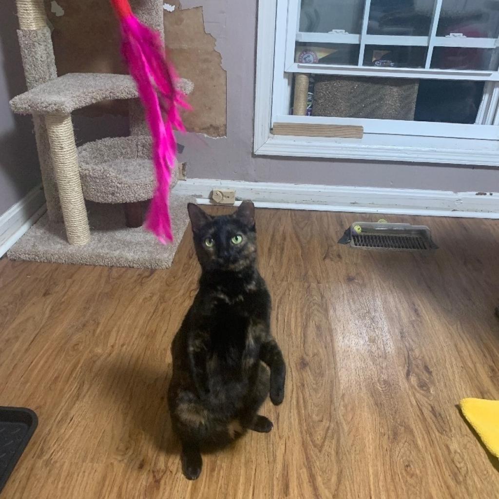 Bessie - aka Momma Kitty, a Adoptable Domestic Short Hair in Tuscaloosa, AL image 3/6