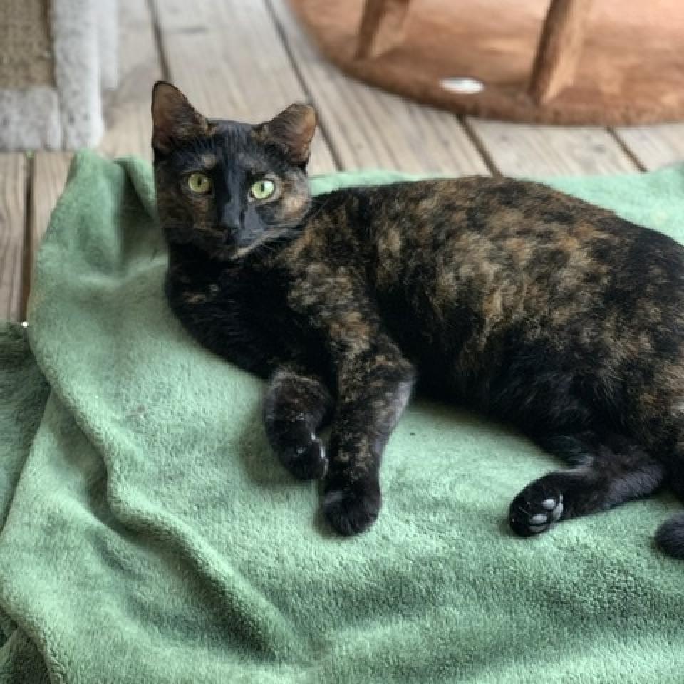 Bessie - aka Momma Kitty, a Adoptable Domestic Short Hair in Tuscaloosa, AL image 4/6