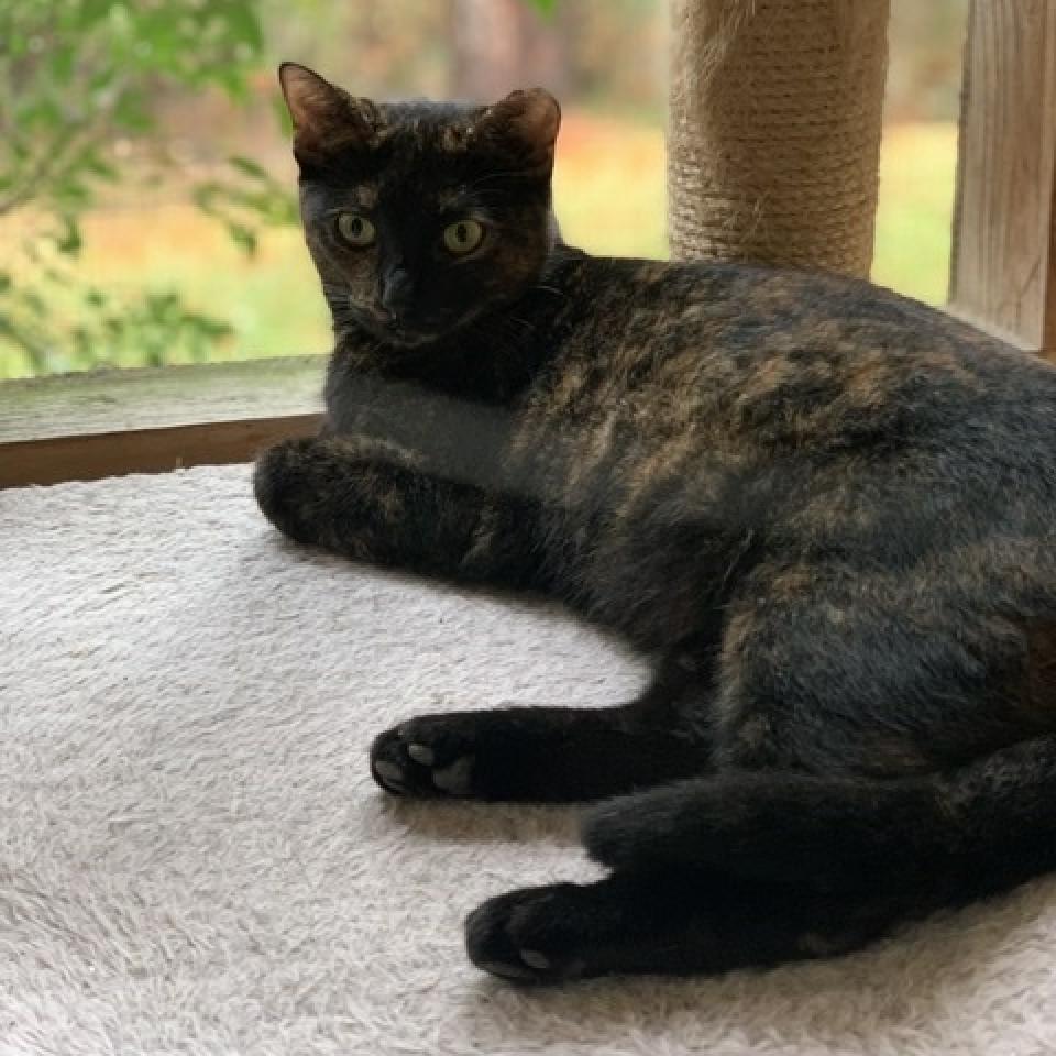 Bessie - aka Momma Kitty, a Adoptable Domestic Short Hair in Tuscaloosa, AL image 5/6