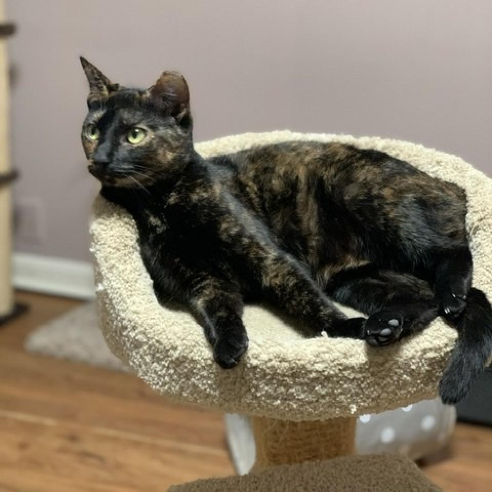 Bessie - aka Momma Kitty, a Adoptable Domestic Short Hair in Tuscaloosa, AL image 6/6