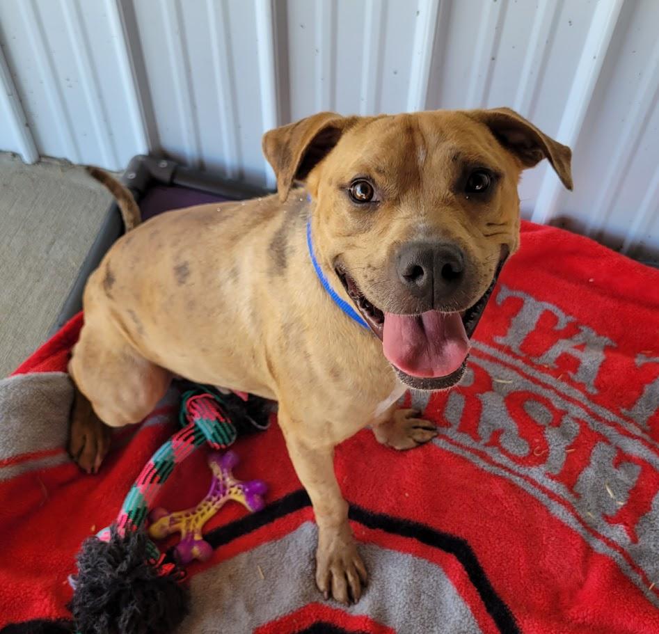 Enlarge Dreamy, a Adoptable mixed breed in Lisbon, OH image 1/3