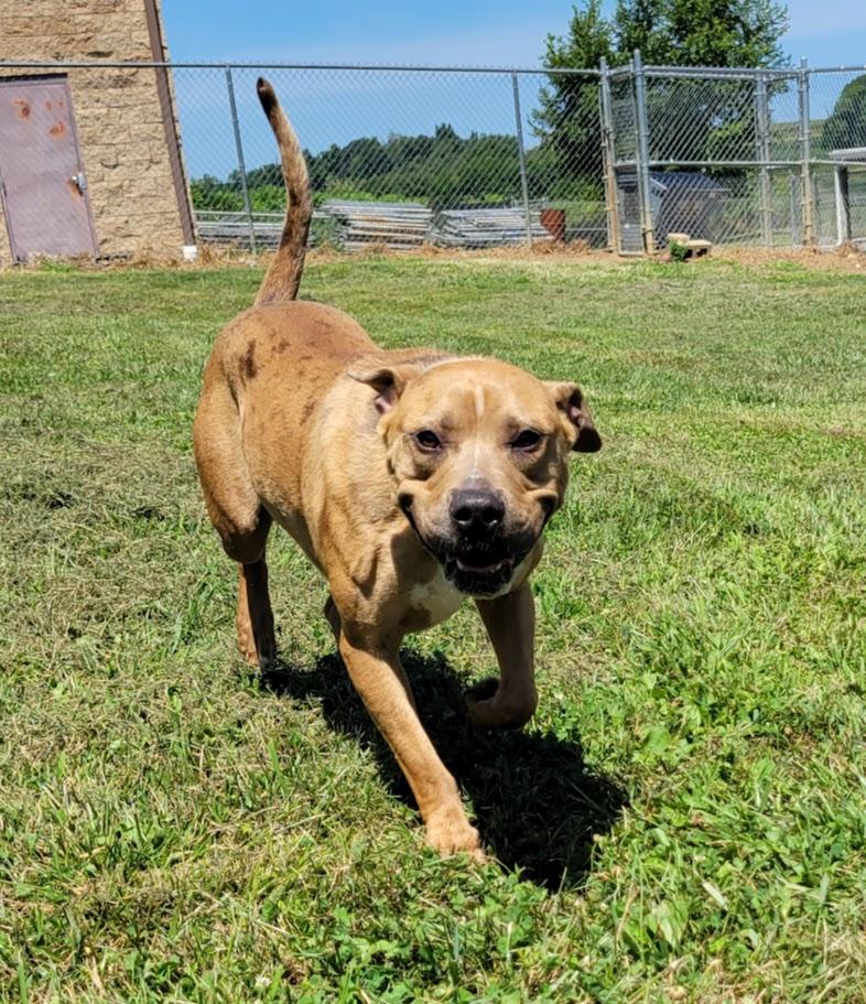 Enlarge Dreamy, a Adoptable mixed breed in Lisbon, OH image 2/3