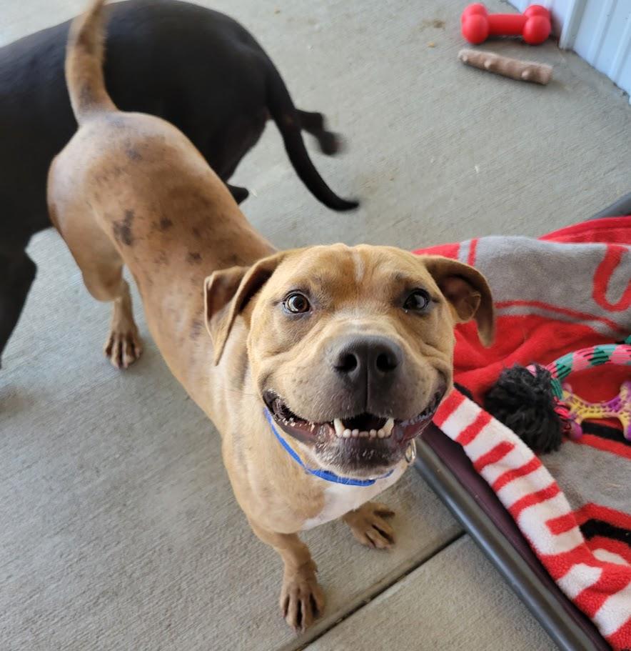 Enlarge Dreamy, a Adoptable mixed breed in Lisbon, OH image 3/3