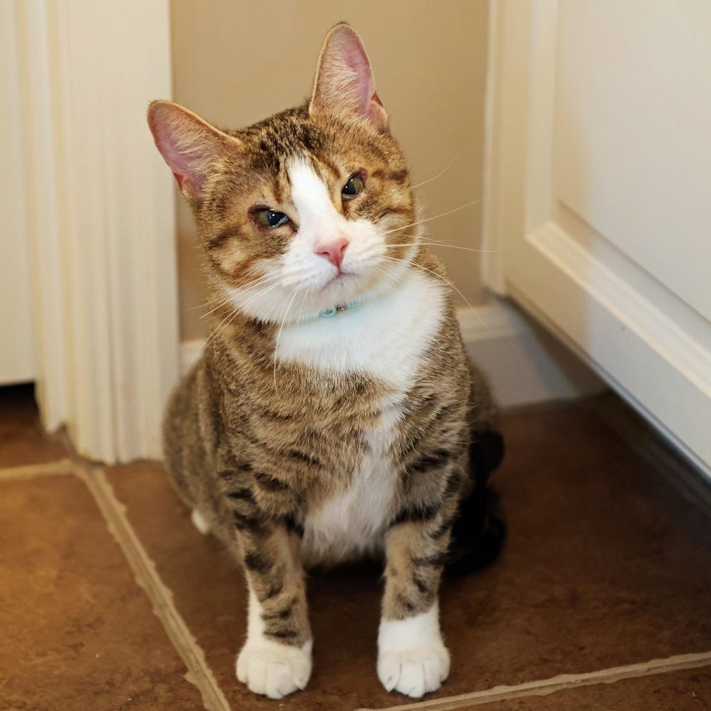 Camille, Adoptable, Adult Female Domestic Short Hair.