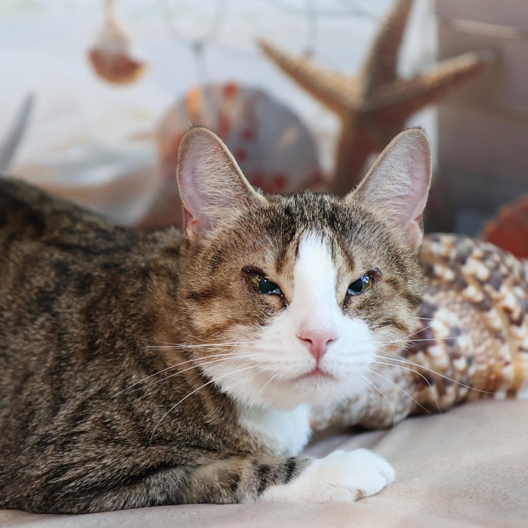 Camille, a Adoptable Domestic Short Hair in FAIRWAY, KS image 2/6