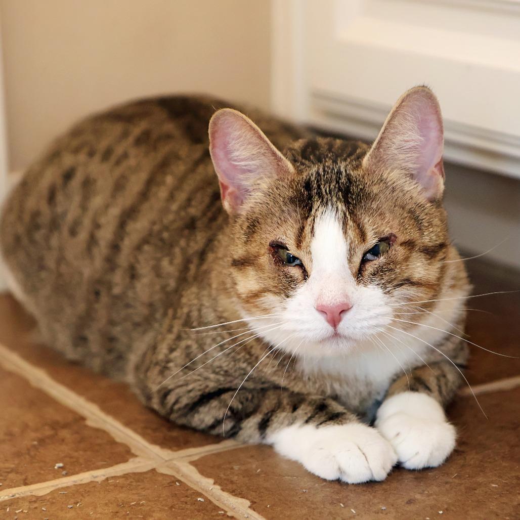 Camille, a Adoptable Domestic Short Hair in FAIRWAY, KS image 3/6