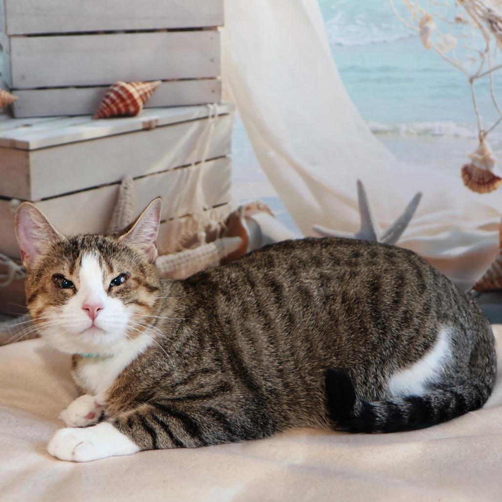 Camille, a Adoptable Domestic Short Hair in FAIRWAY, KS image 4/6