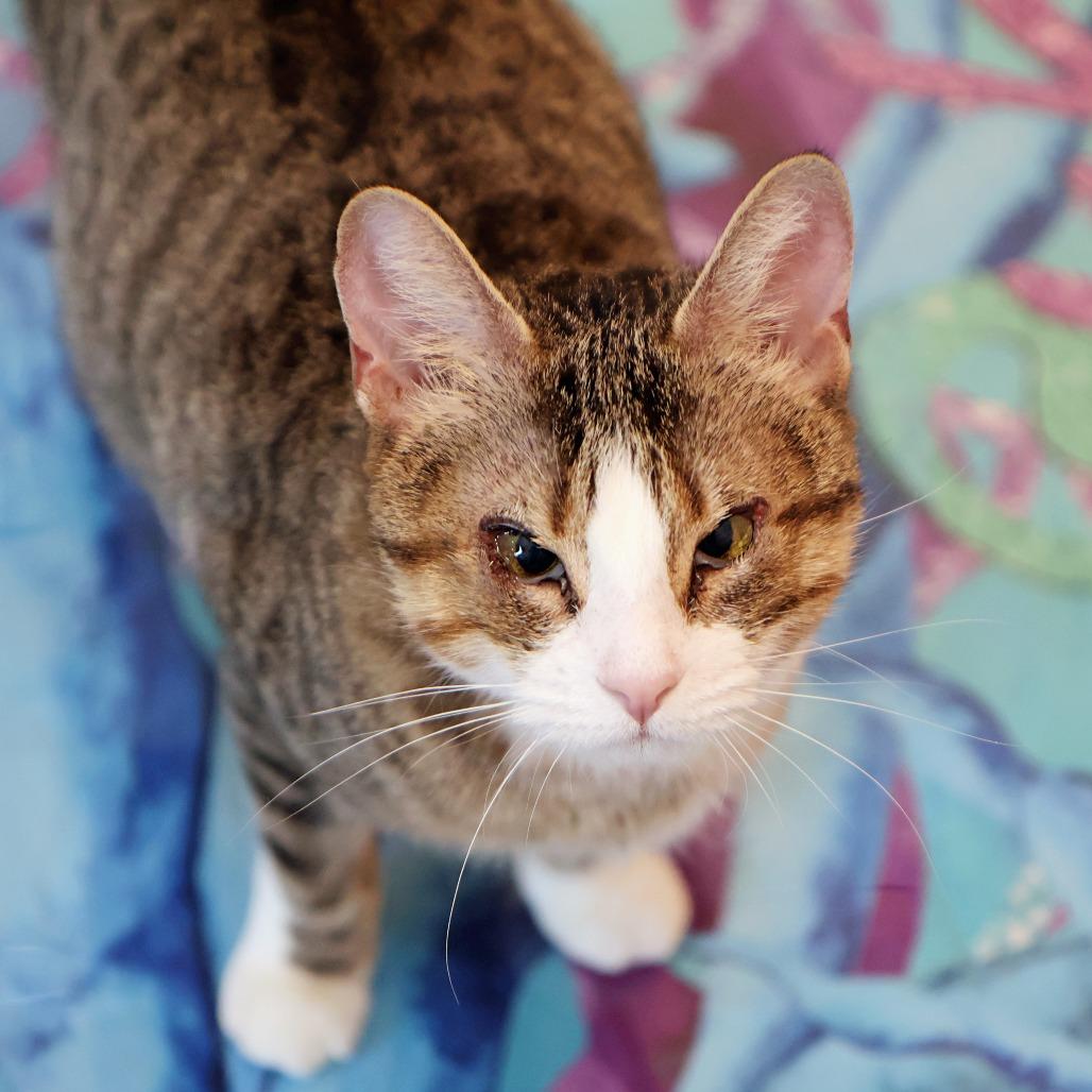Camille, a Adoptable Domestic Short Hair in FAIRWAY, KS image 5/6