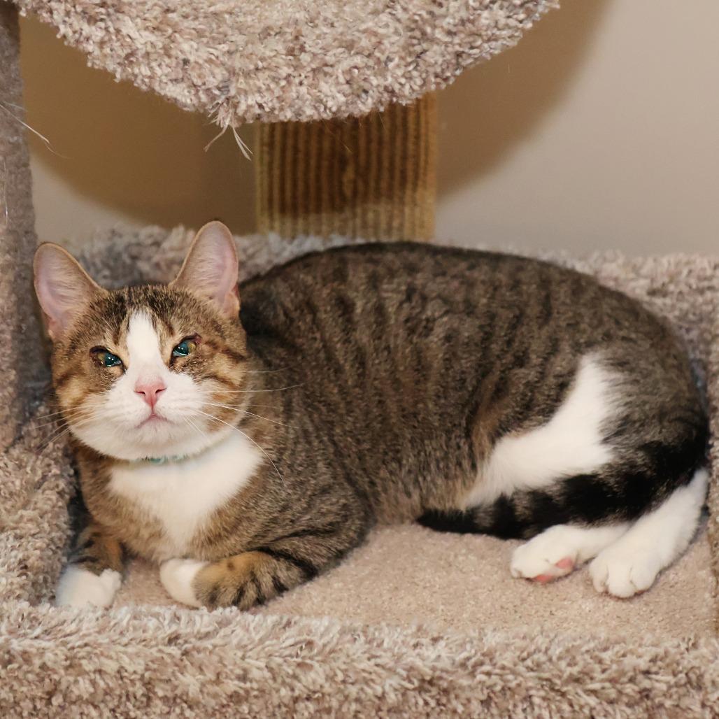 Camille, a Adoptable Domestic Short Hair in FAIRWAY, KS image 6/6