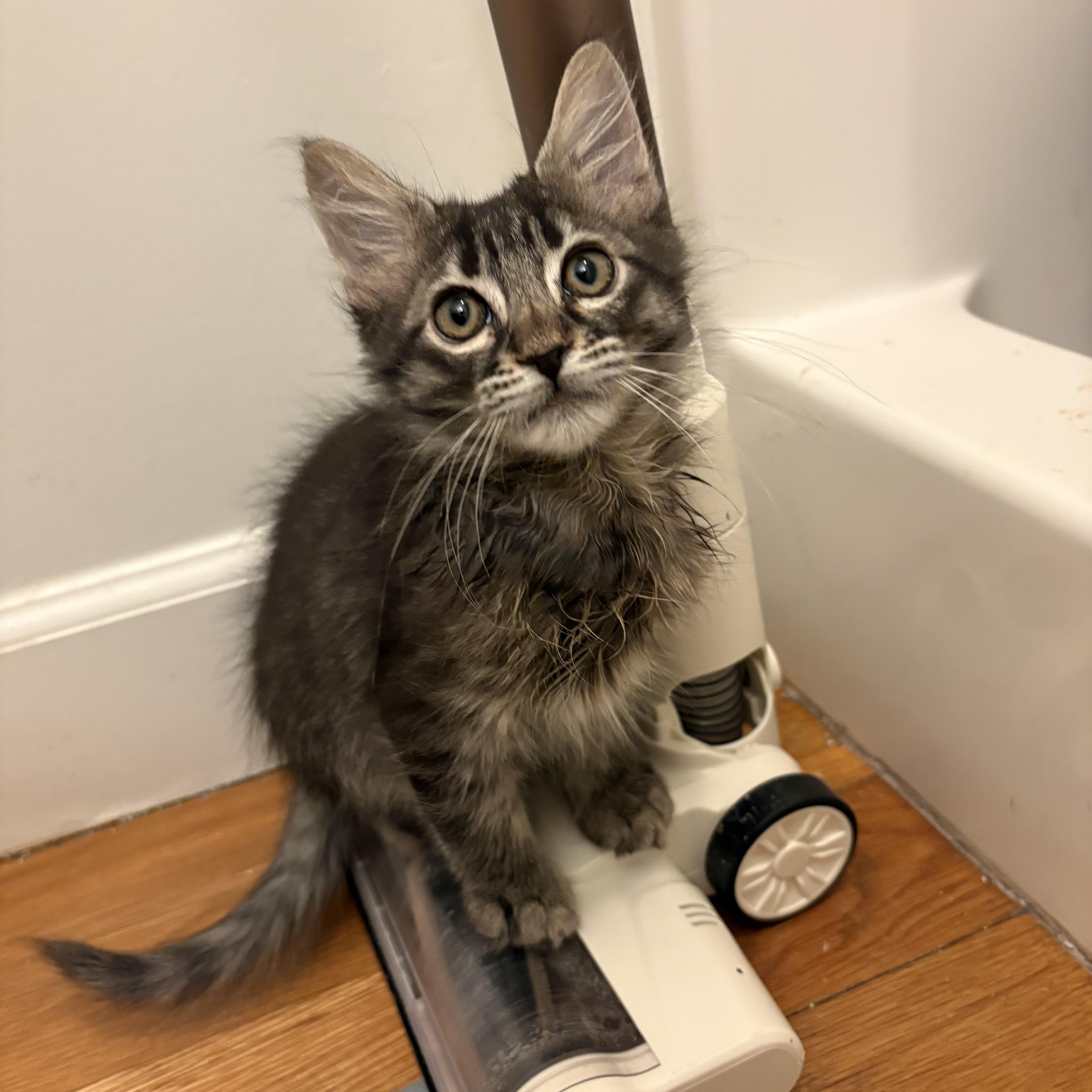 Powdery Mildew -Athens, GA, adopted, Kitten Male Domestic Medium Hair.
