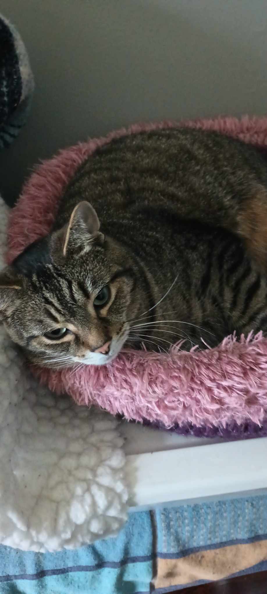 Cat for adoption Otto, a Domestic Short Hair in Kalamazoo, MI Petfinder