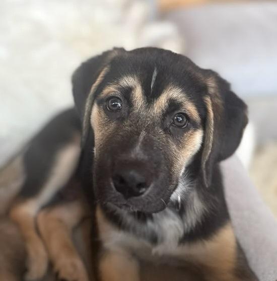 Enzo, a ADOPTABLE mixed breed in Bancroft, ON image 1/4