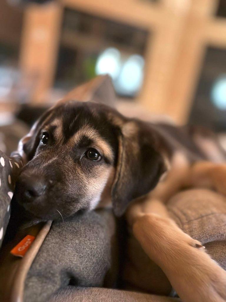 Enzo, a ADOPTABLE mixed breed in Bancroft, ON image 2/4