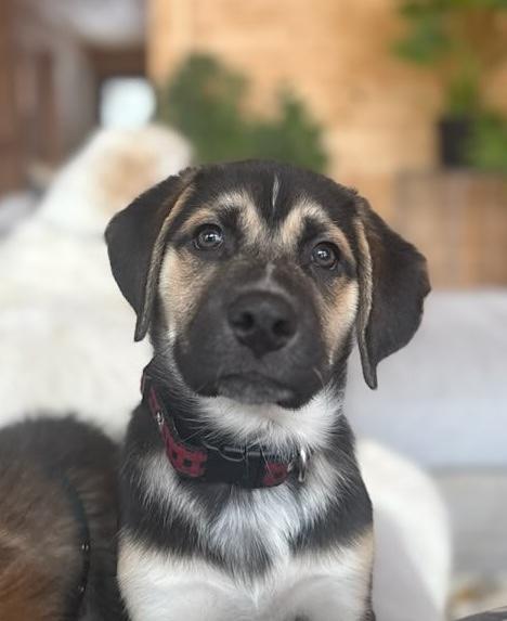 Enzo, a ADOPTABLE mixed breed in Bancroft, ON image 3/4