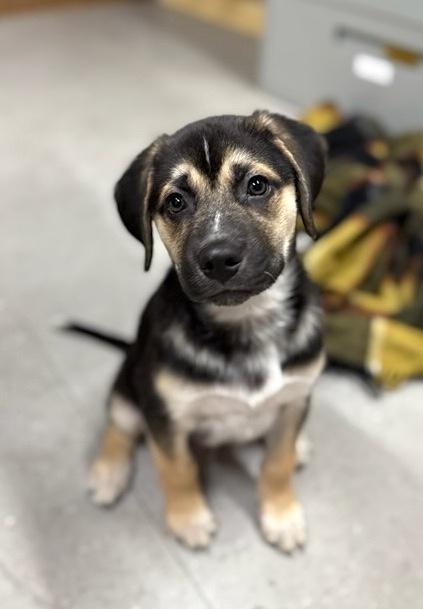 Enzo, a ADOPTABLE mixed breed in Bancroft, ON image 4/4