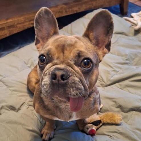 Enlarge Pumpkin, a Adoptable French Bulldog in St. Petersburg, FL image 2/6