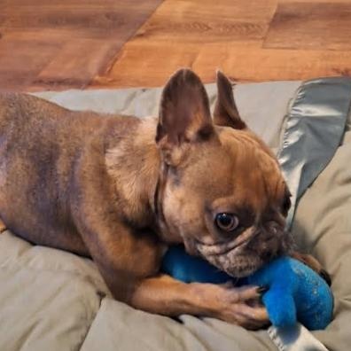 Pumpkin, Adoptable, Young Female French Bulldog.