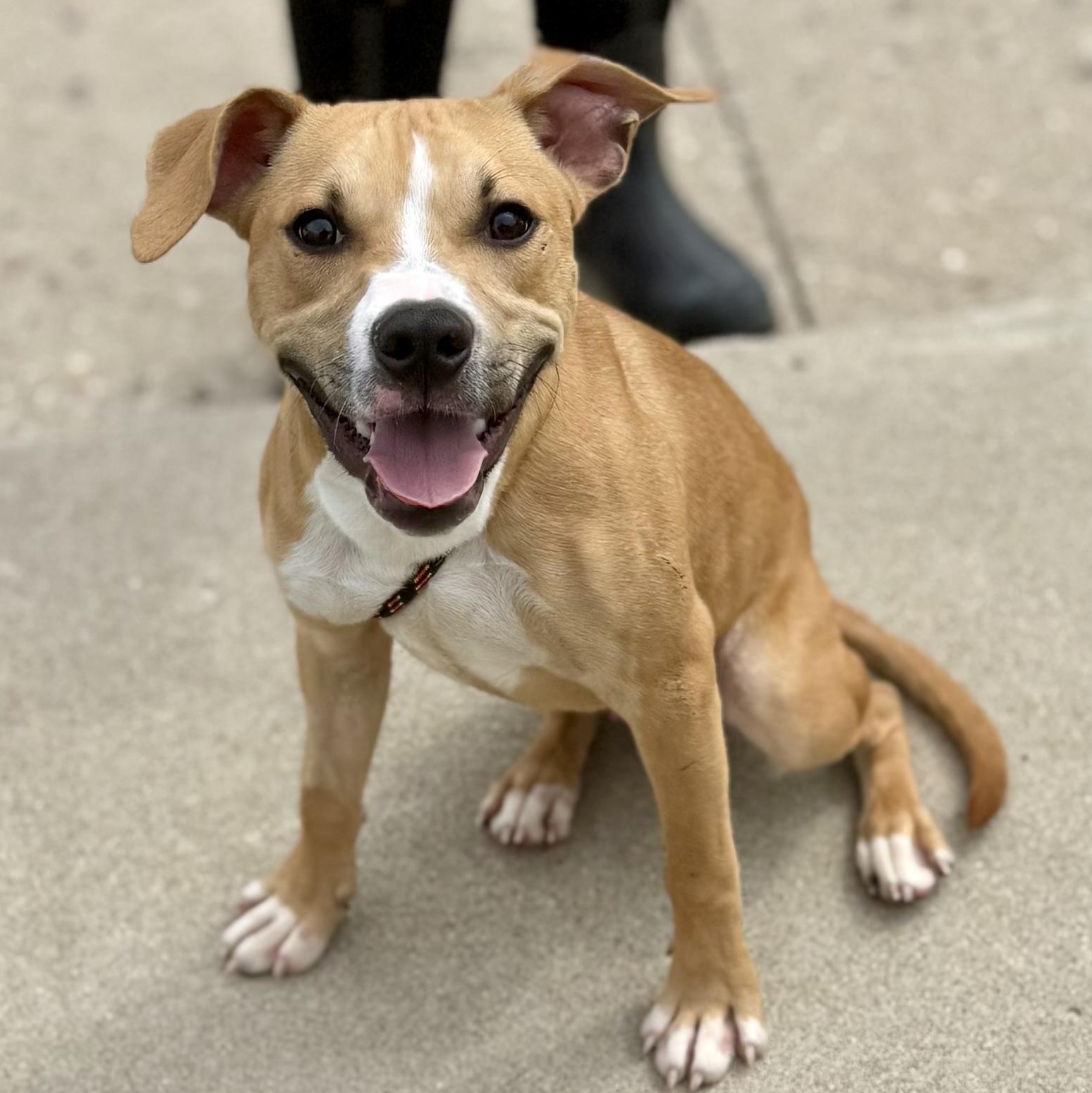 Bear, adopted, Young Male Boxer.