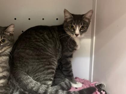 Moth, Adoptable, Young Female Domestic Short Hair & Domestic Short Hair.