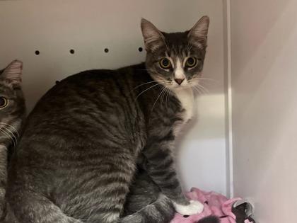 Enlarge Moth, a Adoptable mixed breed in Phoenix, AZ image 2/2