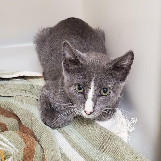 Enlarge Revali, a Adoptable Domestic Short Hair in Geneseo, IL image 2/2