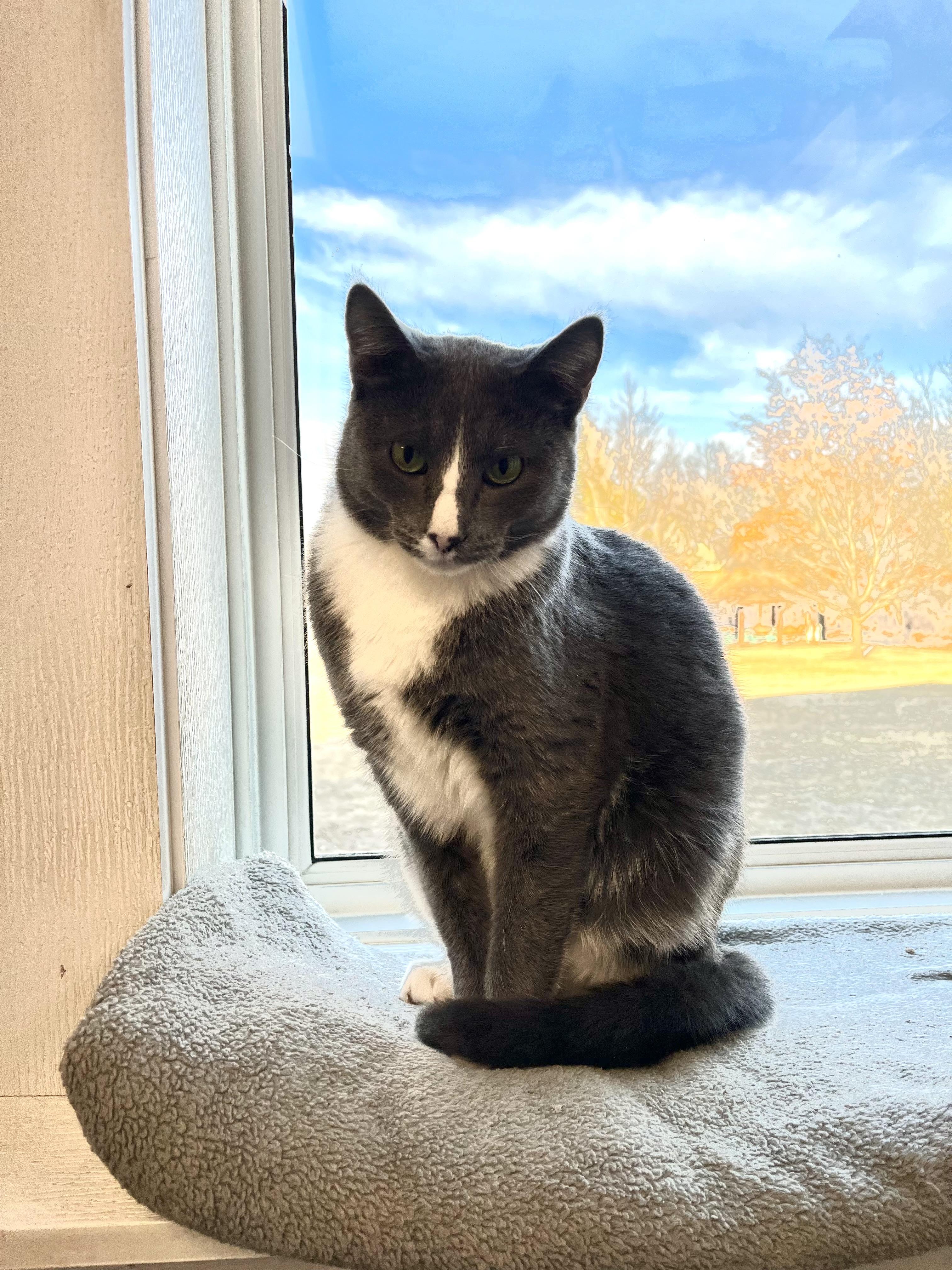 Revali, Adoptable, Adult Male Domestic Short Hair.