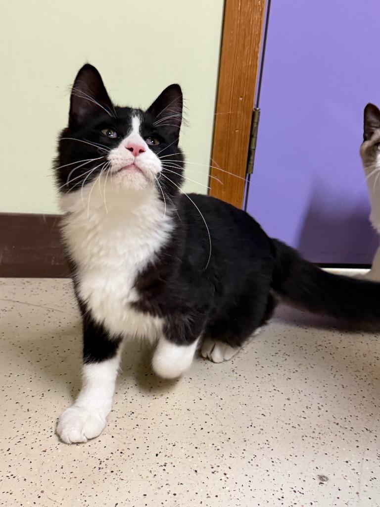 Enlarge Merry, a Adopted Domestic Medium Hair in Amery, WI image 2/3