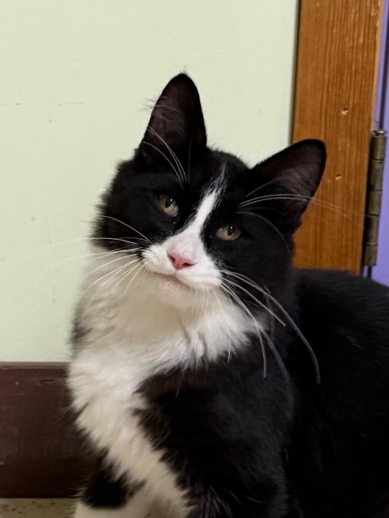 Enlarge Merry, a Adopted Domestic Medium Hair in Amery, WI image 1/3