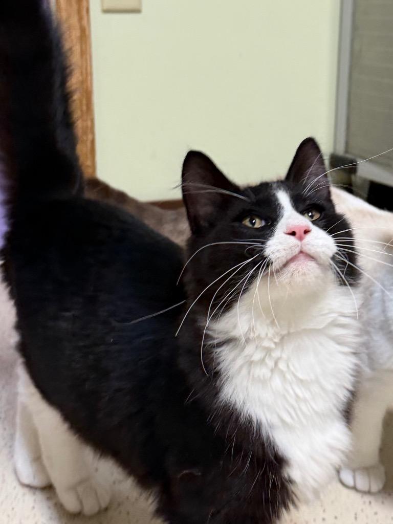 Enlarge Merry, a Adopted Domestic Medium Hair in Amery, WI image 3/3