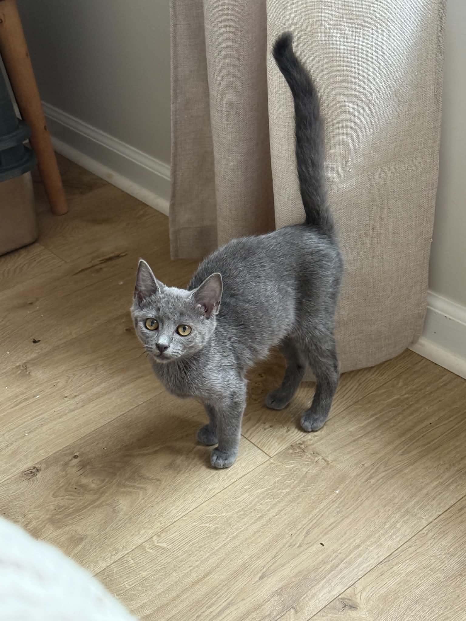 Graycie, Adopted, Kitten Female Domestic Short Hair.