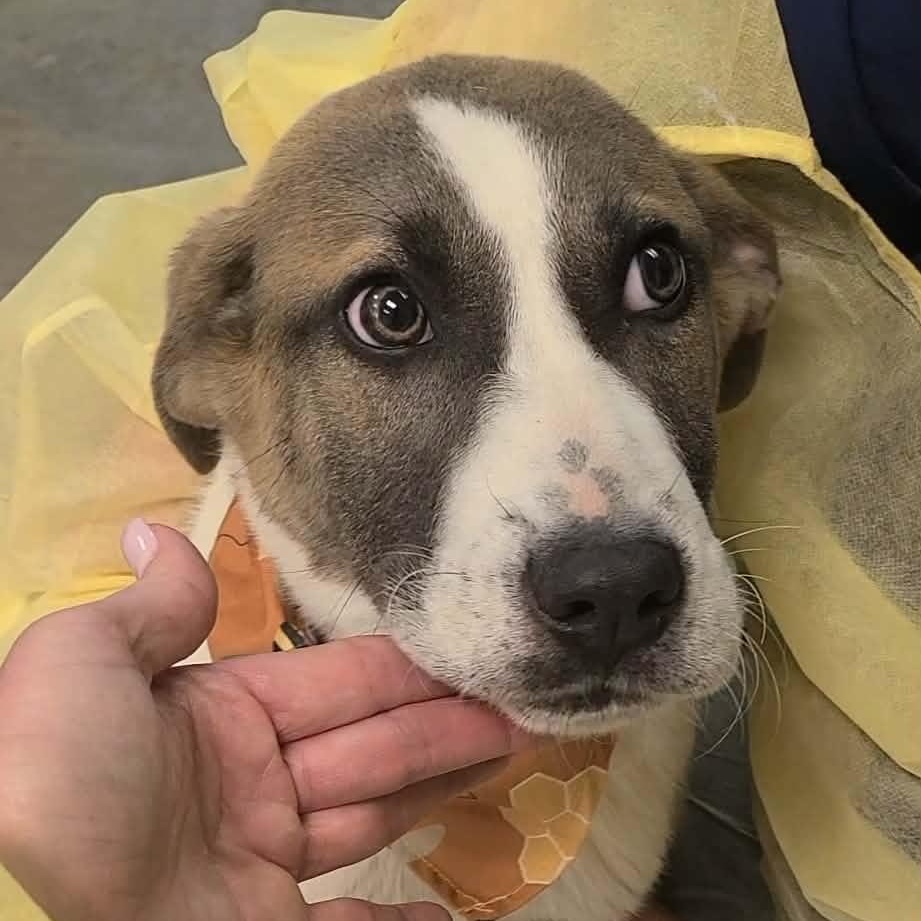 Enlarge Oakley, a ADOPTABLE mixed breed in Woolwich, ME image 2/3