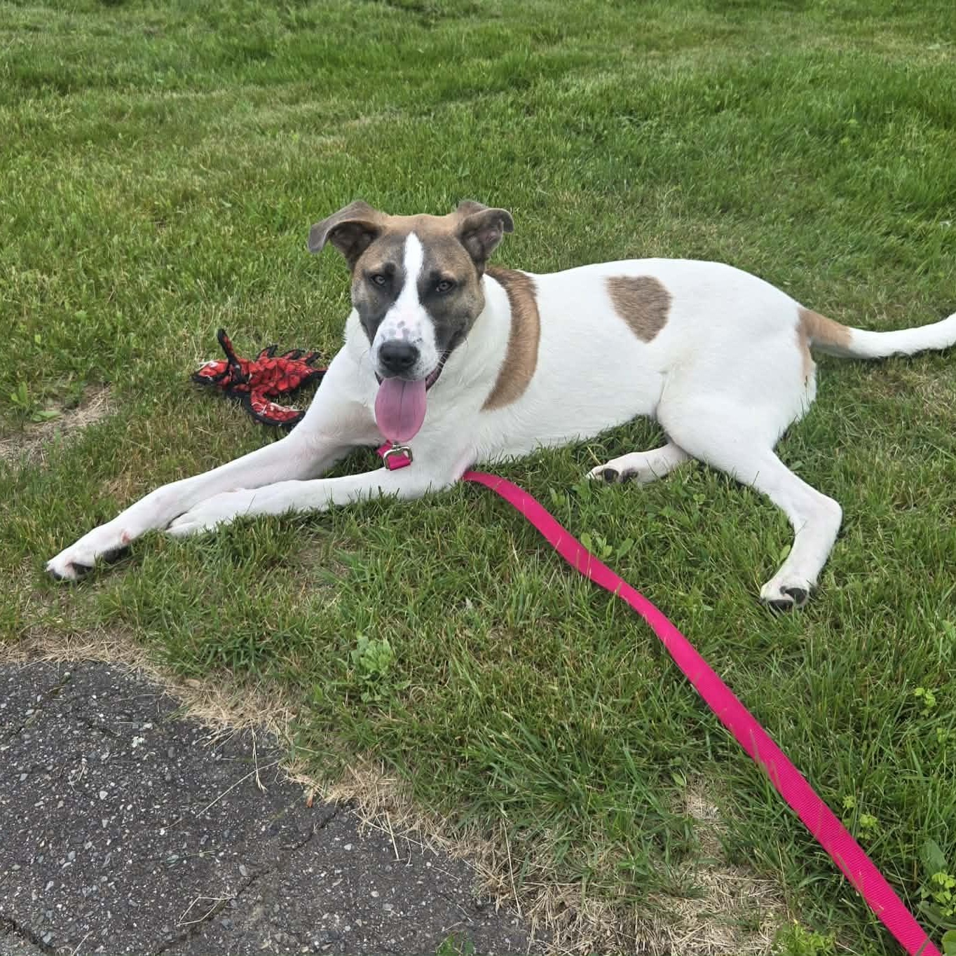 Oakley, a ADOPTABLE mixed breed in Woolwich, ME image 2/5