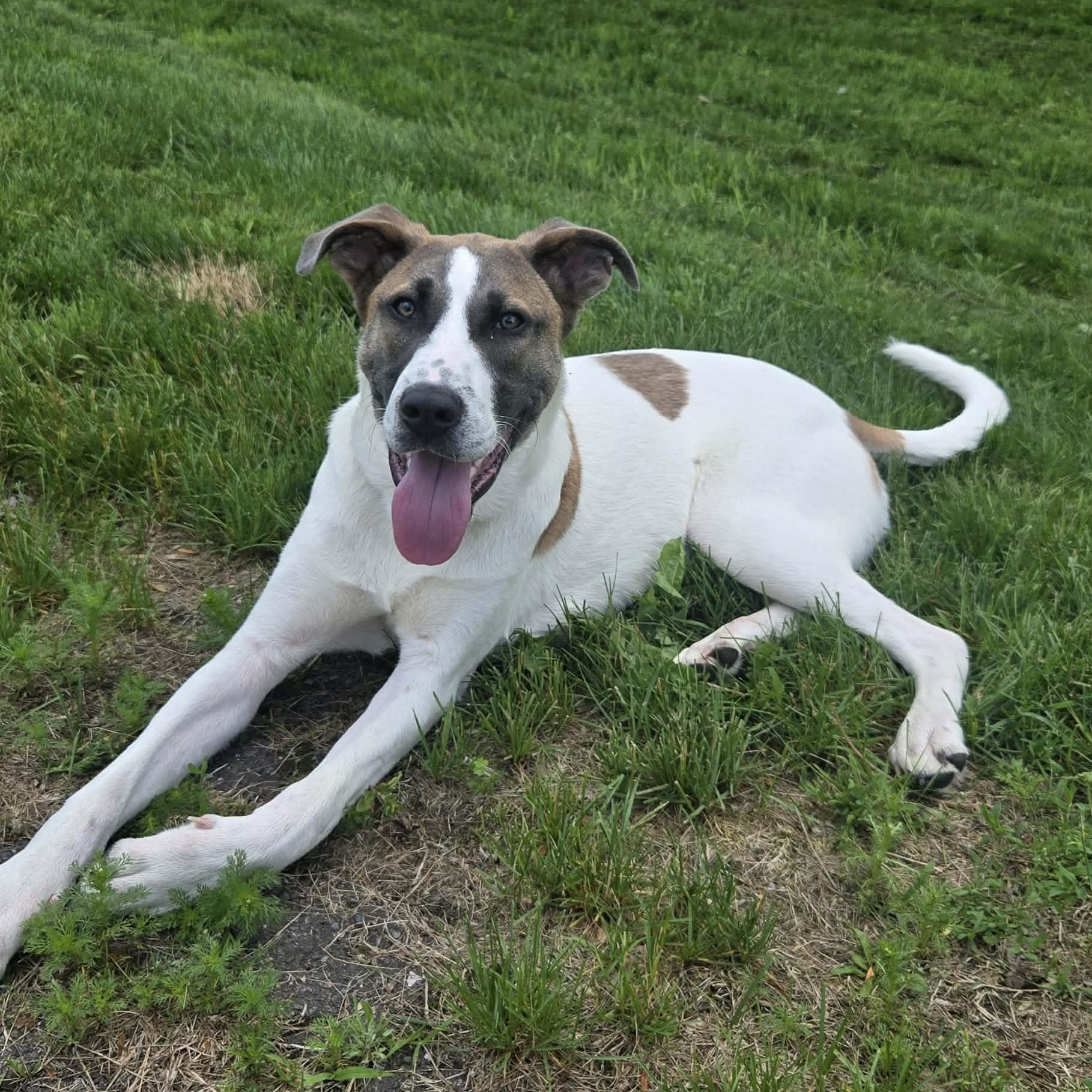 Oakley, a ADOPTABLE mixed breed in Woolwich, ME image 1/5