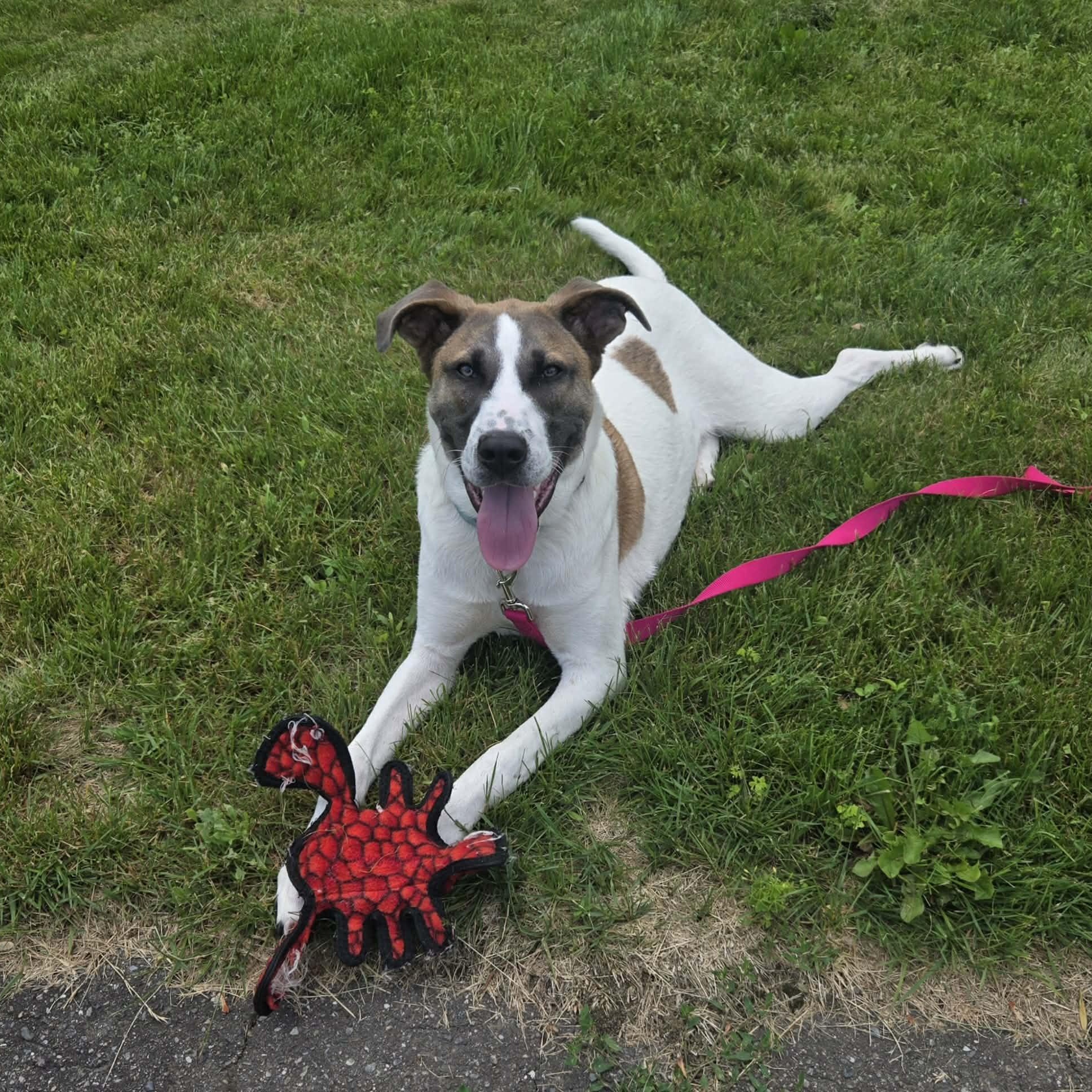 Oakley, a ADOPTABLE mixed breed in Woolwich, ME image 4/5