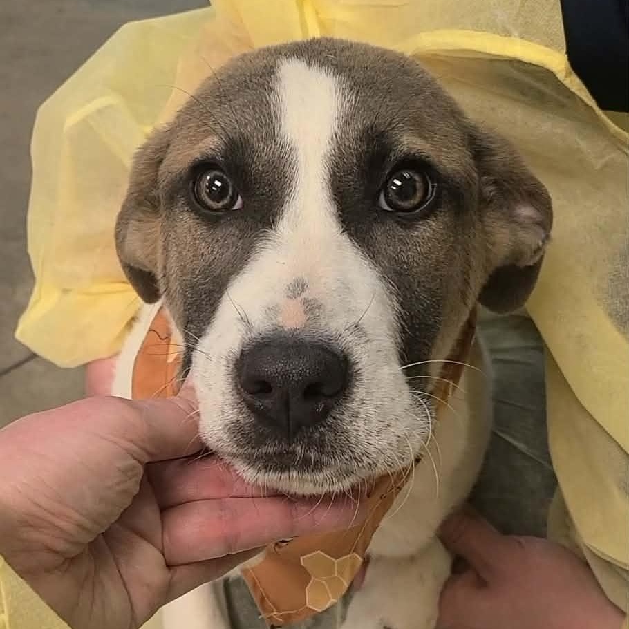 Oakley, ADOPTABLE, Young Male Anatolian Shepherd.
