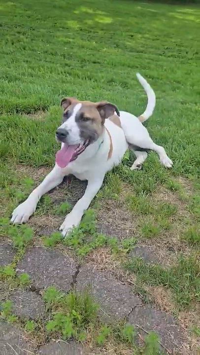 Enlarge Oakley, a ADOPTABLE mixed breed in Woolwich, ME video 3/5