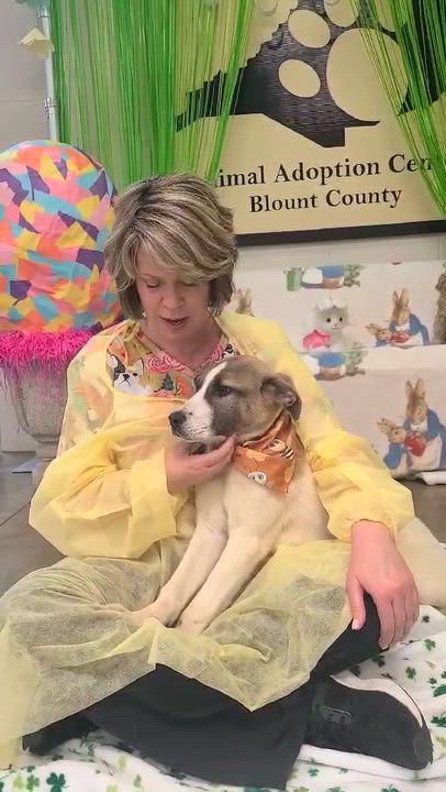 Enlarge Oakley, a ADOPTABLE mixed breed in Woolwich, ME video 3/3
