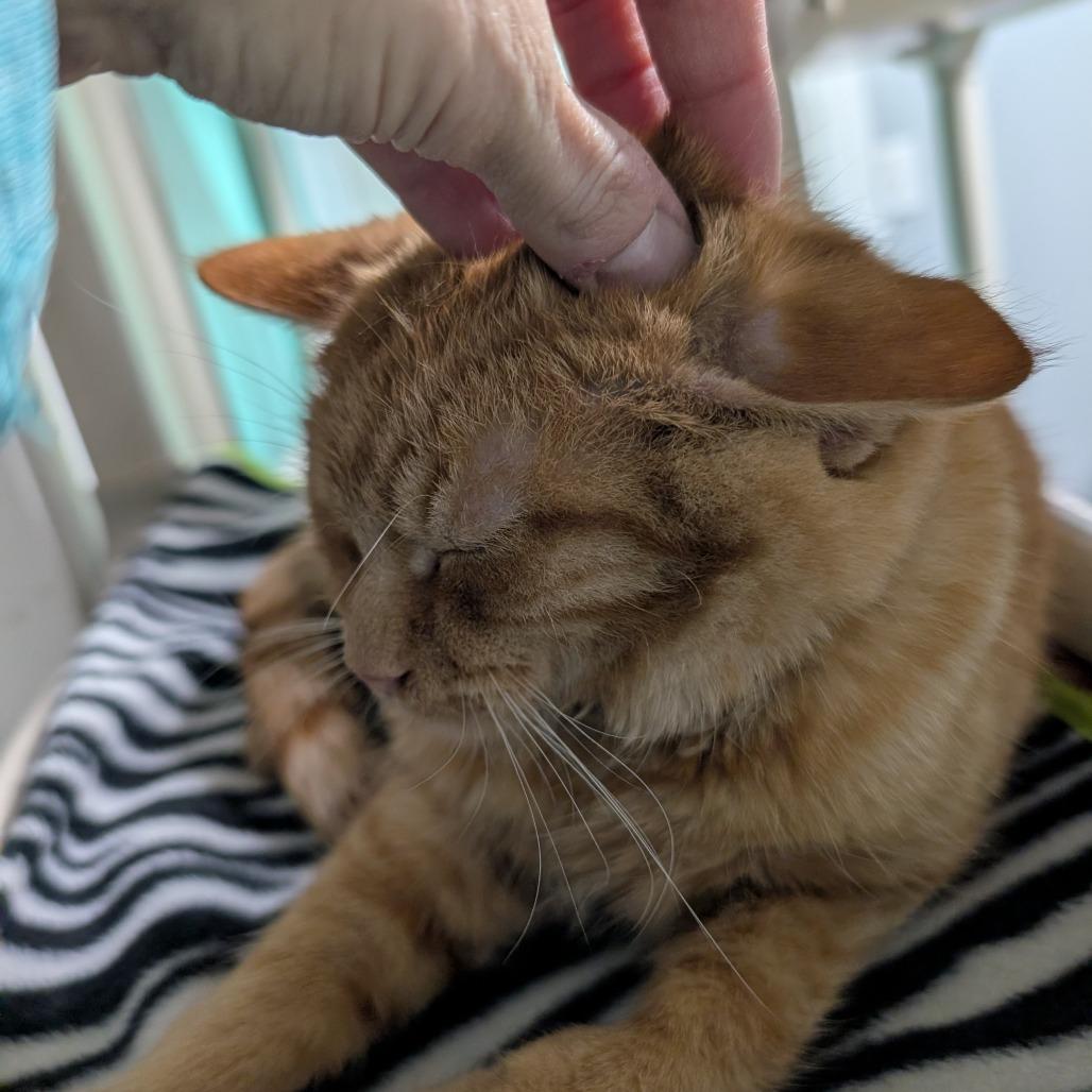 Simon, Adoptable, Adult Male Domestic Short Hair.