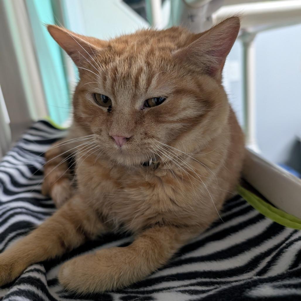 Simon, a Adoptable Domestic Short Hair in Blair, WI image 2/4