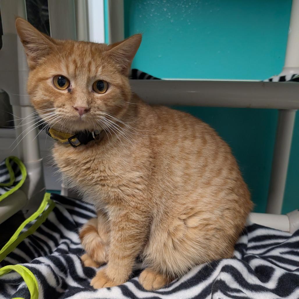 Simon, a Adoptable Domestic Short Hair in Blair, WI image 3/4