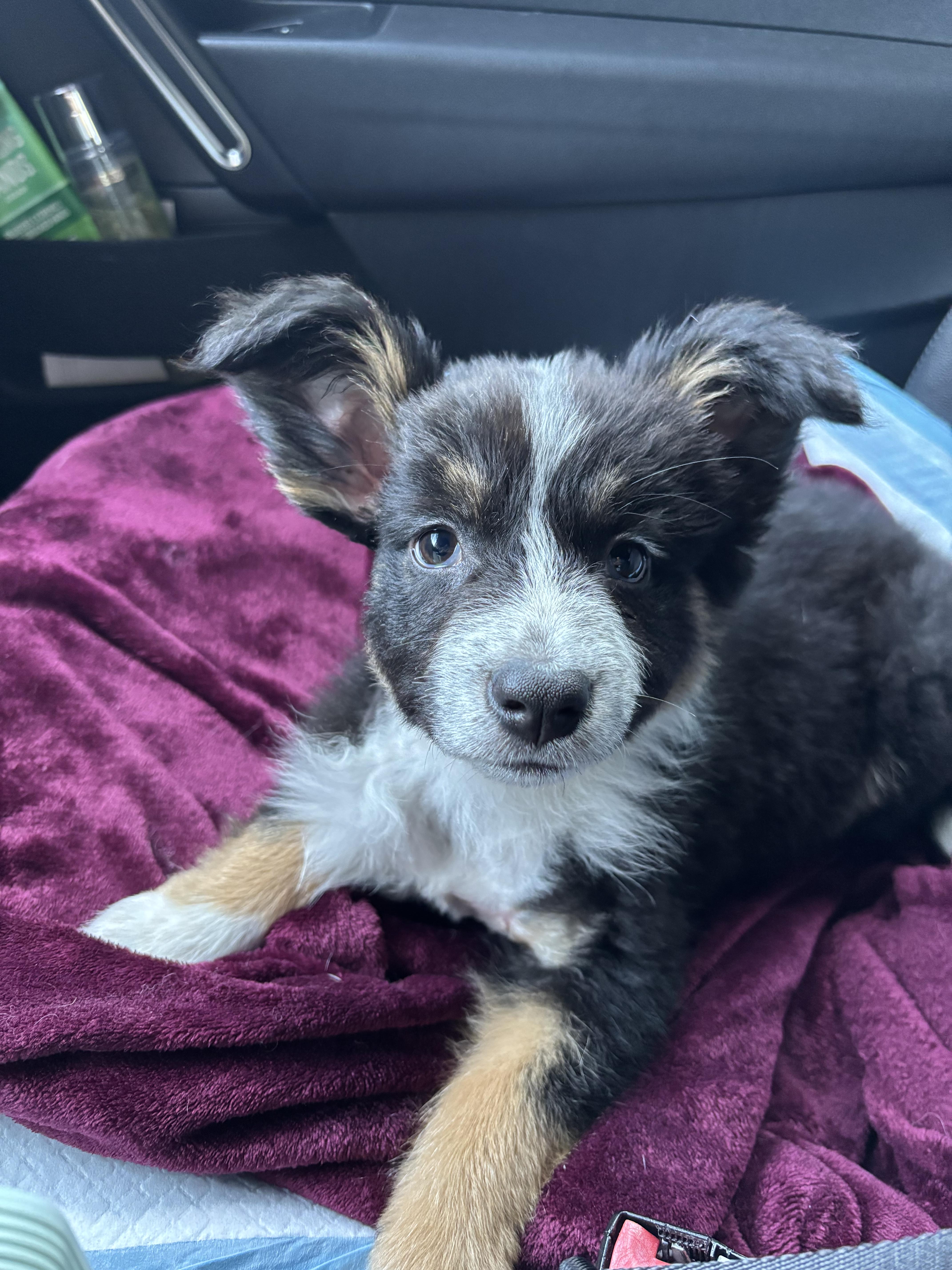 Darla
