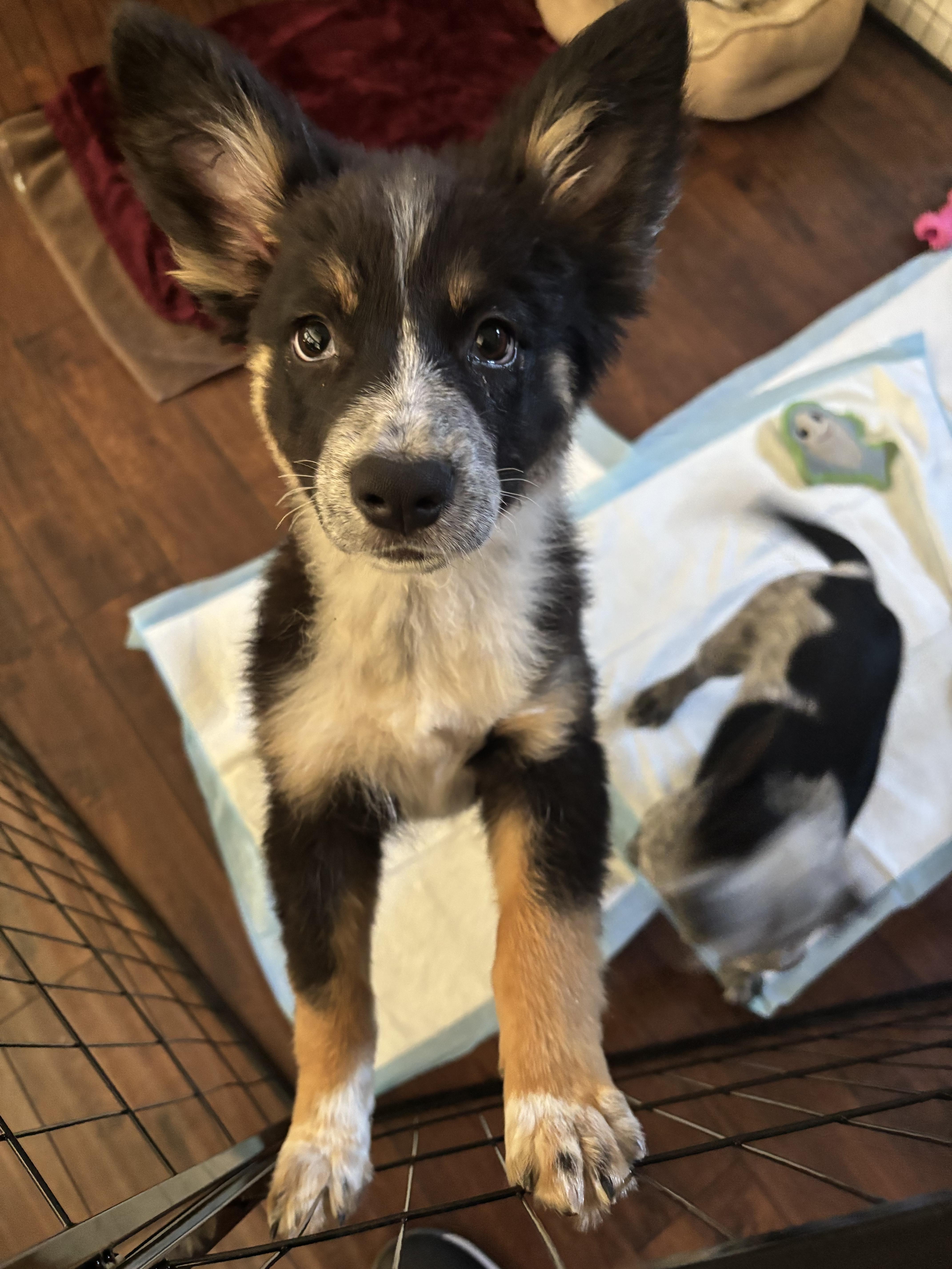 Darla